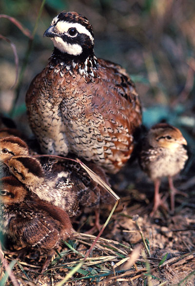 bobwhite quail2